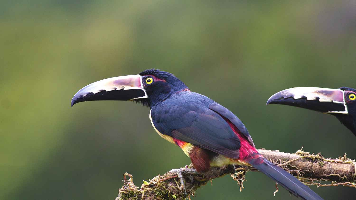 Collared Aracari